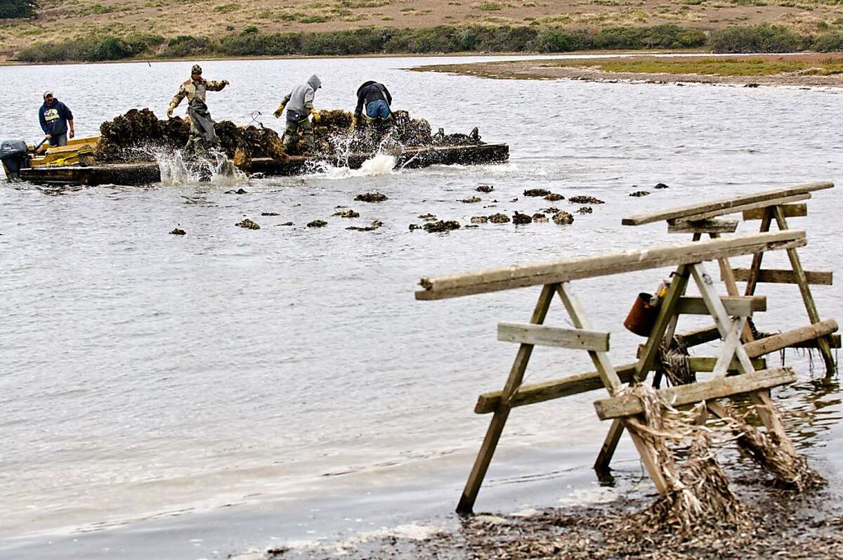 U.S. evicting Point Reyes oyster farmer