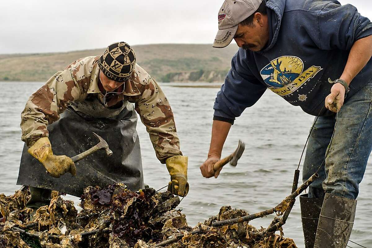 Sean Lunny (left) and Jorge Mata hammer away at oyster clusters to remove them from strands the oysters initially grow on at Drakes Bay Oyster Company in Inverness, California on August 30, 2012.