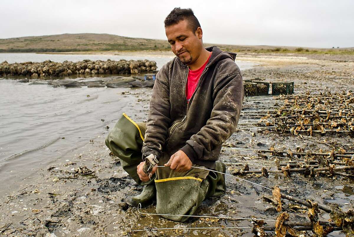 Ramiro Cardozo bends the wire end of a string of oysters preparing them to be set out for maturation at Drakes Bay Oyster Company in Inverness, California on August 30, 2012.