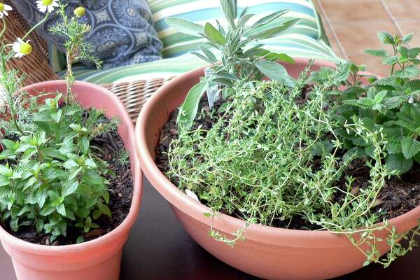 Indoor Herb Gardening Can Yield Home Remedies Houstonchronicle Com