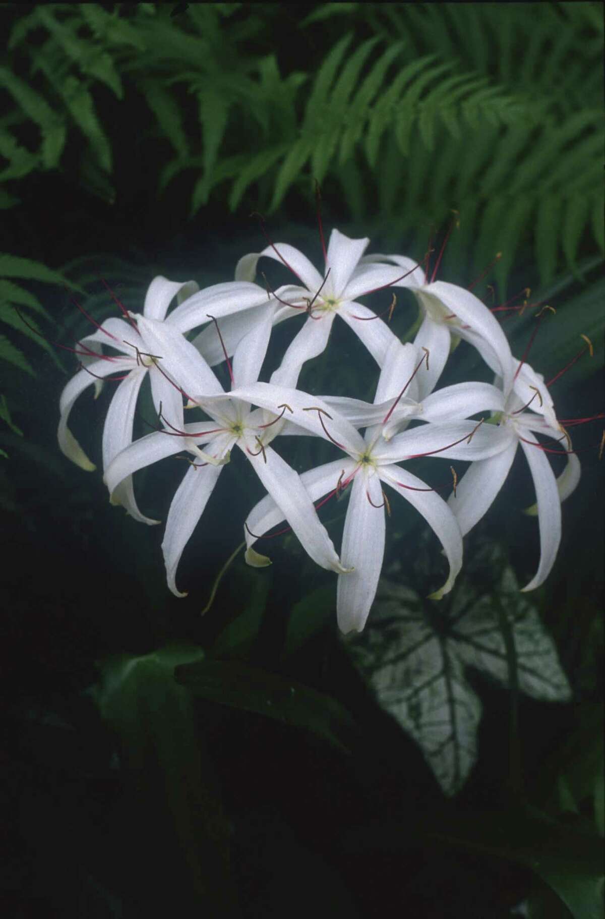 Swamp Lily. HOUSTON 7/24/99 - LAZY GARDENER HOUCHRON CAPTION (07/24/1999): "Crinum americana", the Texas swamp lilly, will take deeper shade than most crinums. It also does well in water and bog gardens.