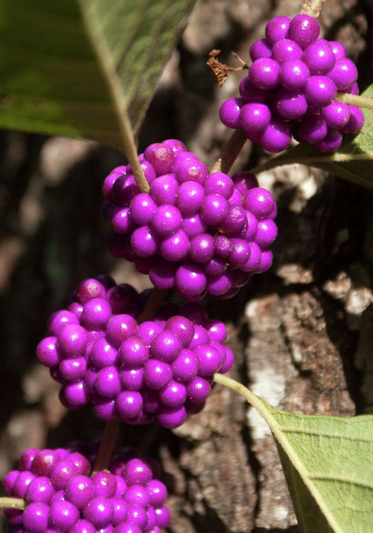 Beautyberries' powers go beyond good looks