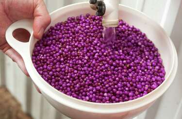 is beautyberry poisonous to dogs