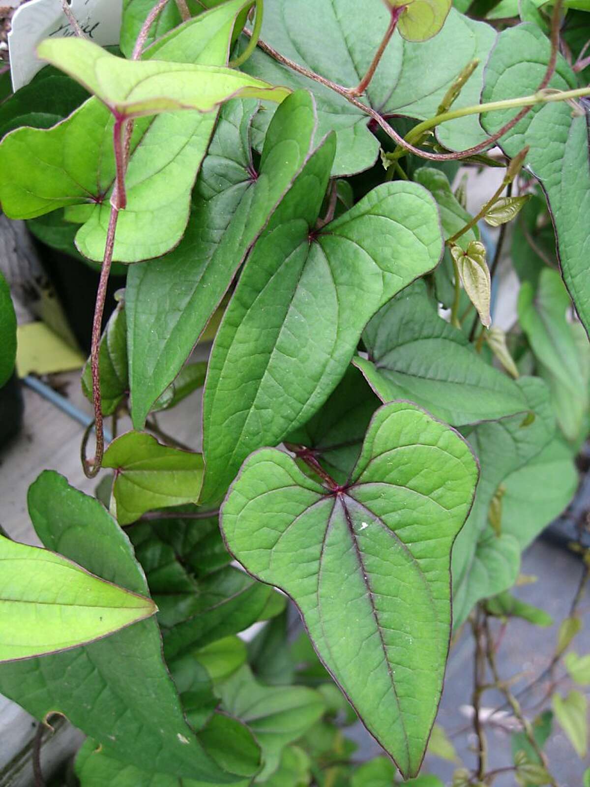 To start Cinnamon vine, you need tuber