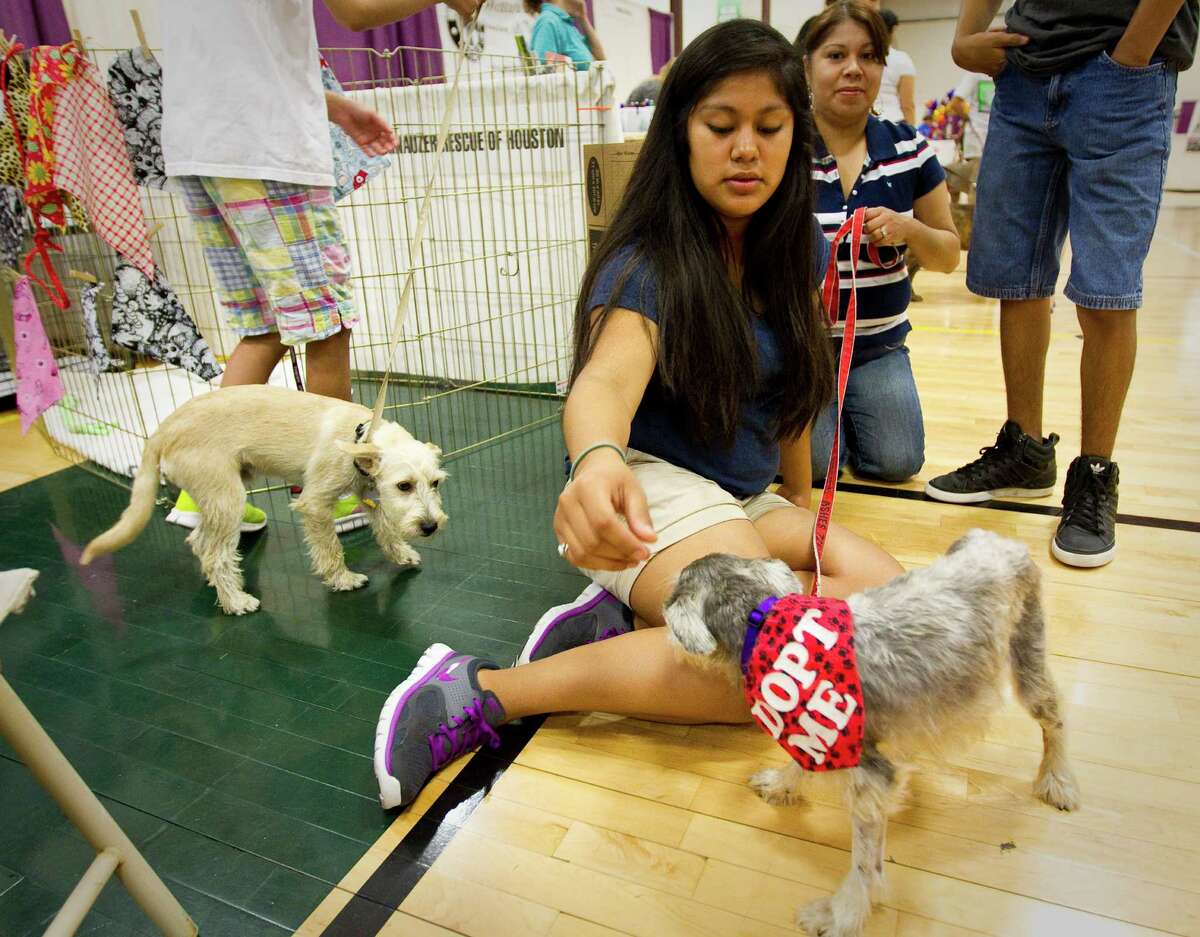 17 Best Photos Oc Pet Expo Adoptions : Pet-Expo-Dog-Adoption - Any Tots