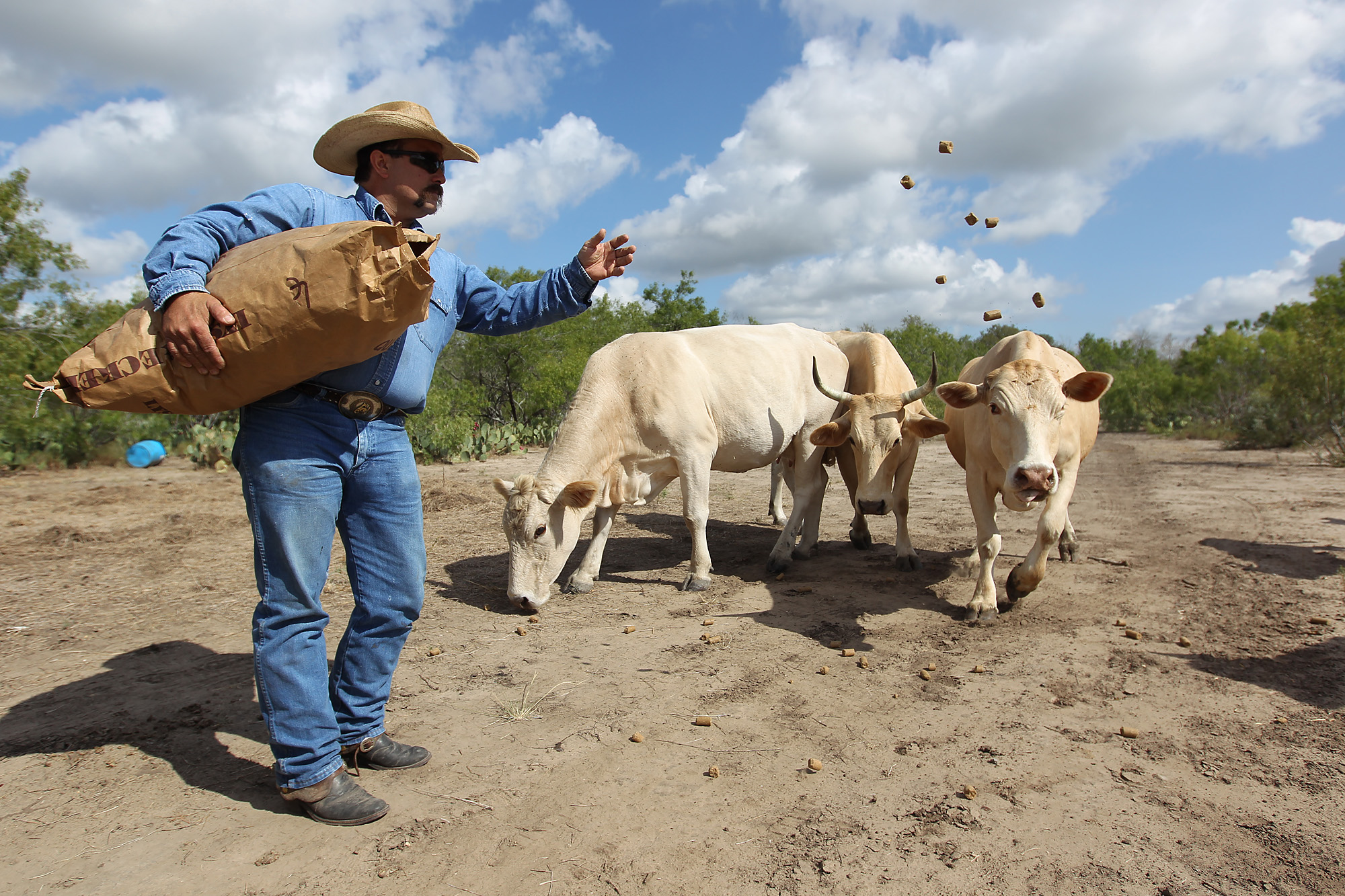 No stampede back for cattle ranchers