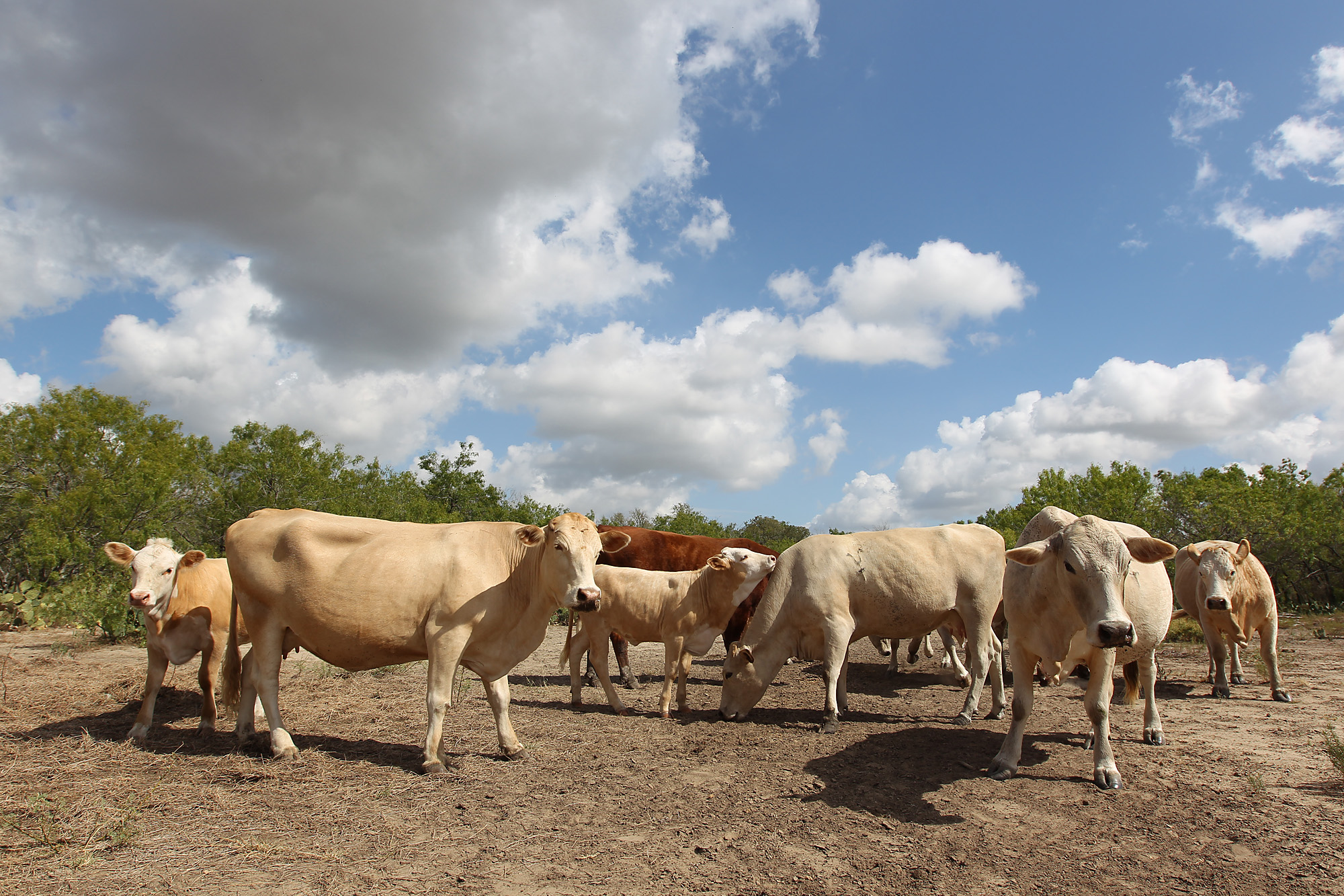 Prices Rise As Cattle Numbers Fall