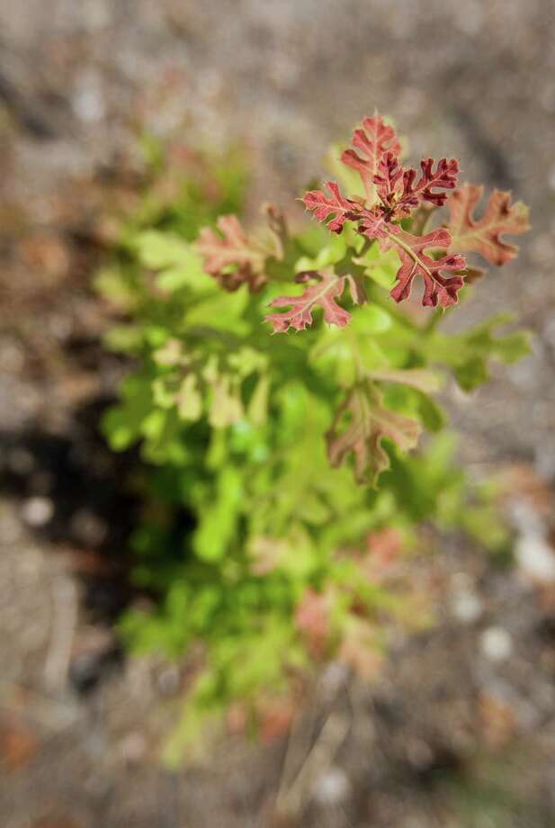 Flower Tree In Bastrop La Best Flower Site