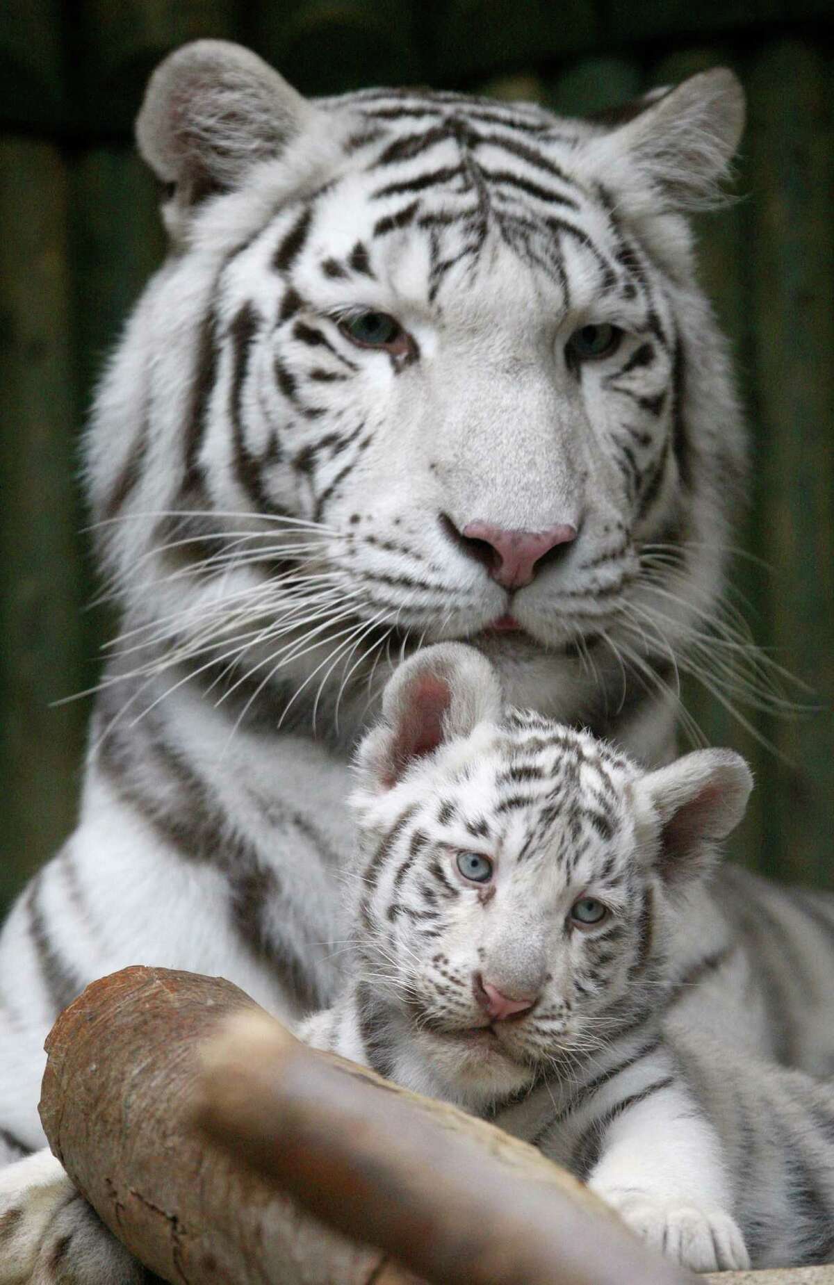 White tigers