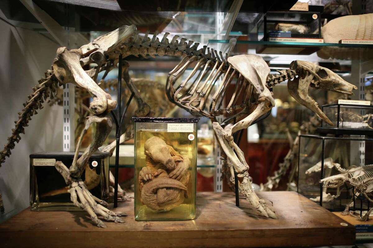 Экспонаты музея рассказывают. Зоологический музей Лондон. The Museum of London экспонаты. Музей сравнительной зоологии. Интересные музейные экспонаты.