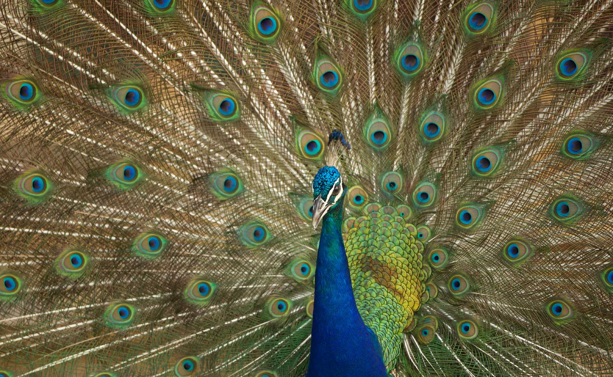 Peacocks Run Afowl Of Some In Grey Forest