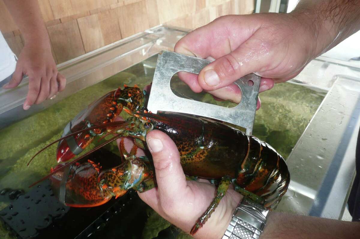 Seeing red Handson program gets kids close to lobsters and other sea life