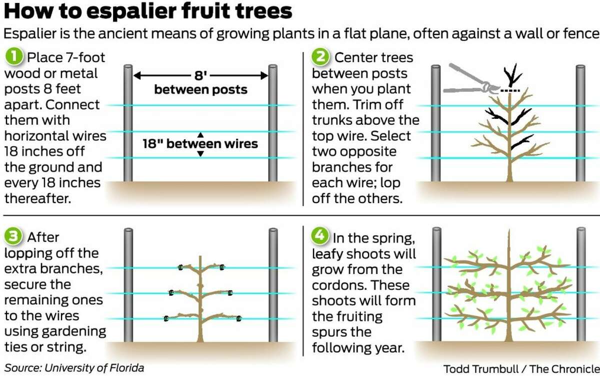 Espaliering trees puts fruit within reach