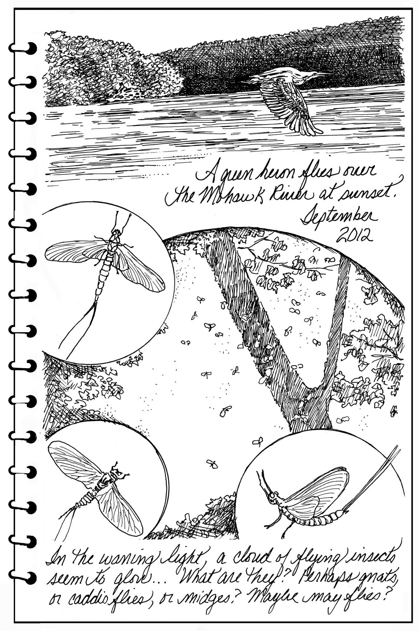 Backyard Naturalist
