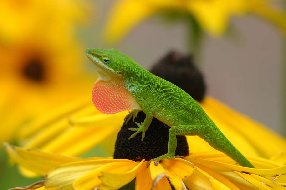 The Rise And Fall Of Brown And Green Anoles
