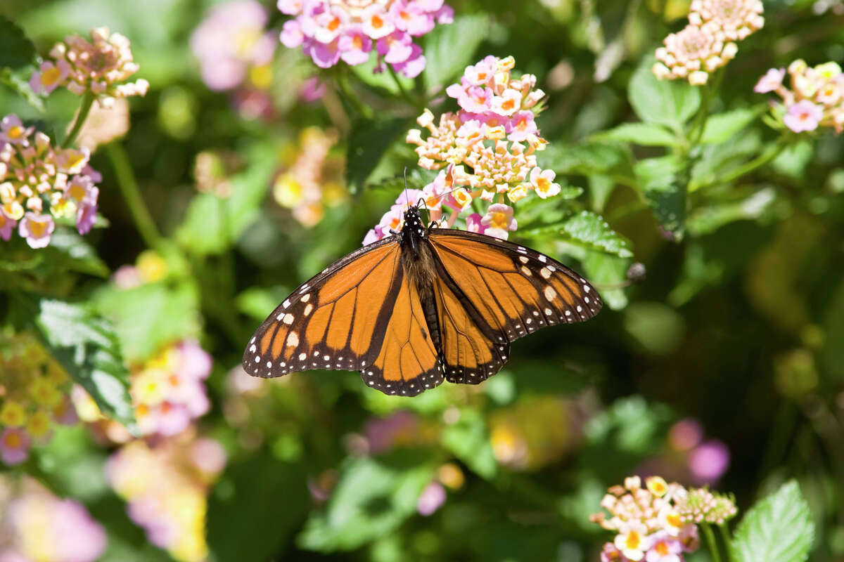 It's Time For Monarchs To Take Flight And Migrate