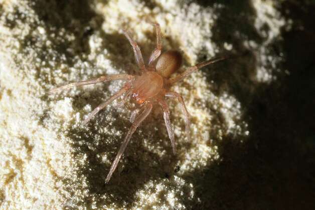 This spider is the same genus as the Braken Bat Cave meshweaver that was discovered recently. The two spiders look identical — all the differences are internal. Photo: Courtesy Photo / Jean Krejca, Zara Environmental / SA