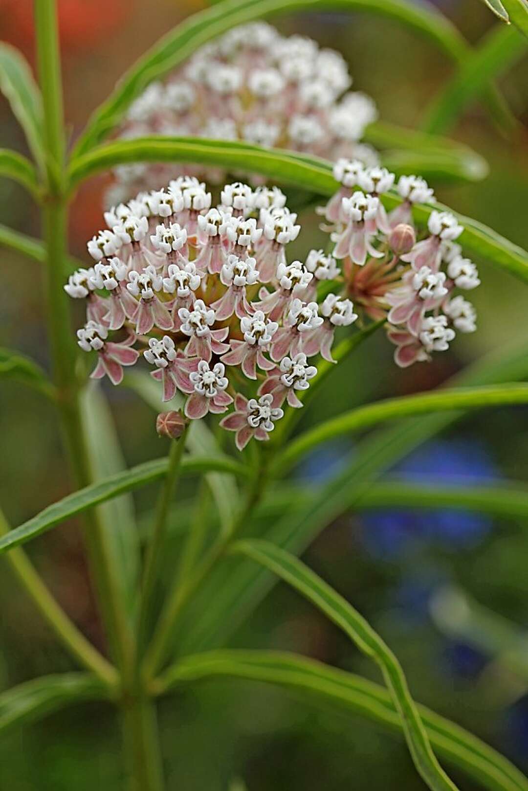 Milkweed a monarch butterfly fave