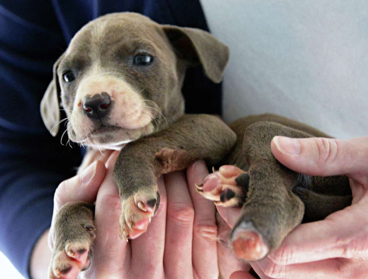 A three-week-old pit bull puppy with its left rear paw cut off, one of three puppies all mutilated in the same area rescued in Albany and now at the Mohawk Hudson Animal Shelter in Menands Tuesday Sept. 11, 2012. (John Carl D'Annibale / Times Union)
