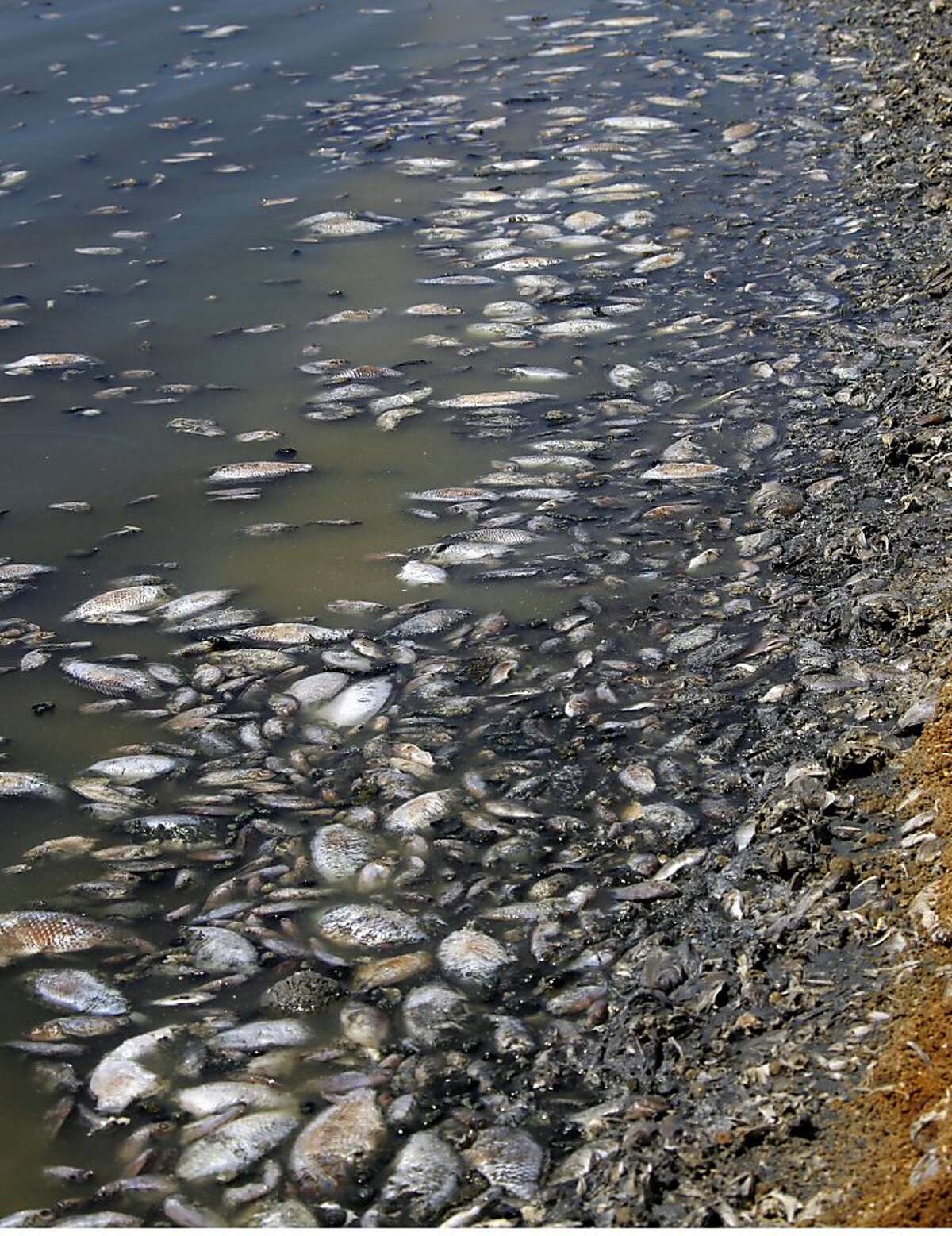 Big stink in L.A. may be dying Salton Sea