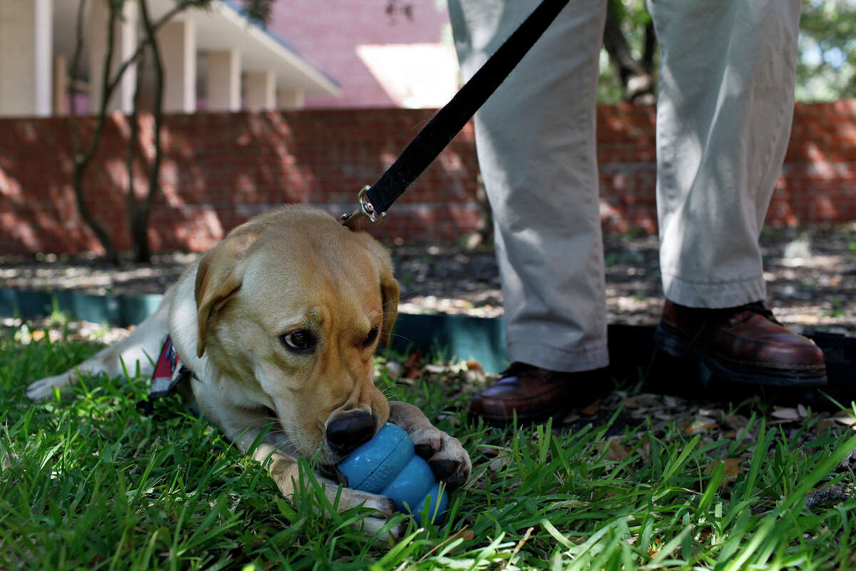 Jjurgens chews on her toy next to John Sheldon, the brother-in-law of Paul Jurgens, a Port Authority Police Officer who was killed in the September 11, 2001, attack on the World Trade Center, after a ceremony honoring John Sheldon and his wife, Alice Sheldon, the sister of Paul, with Jjurgens, who is being trained as a TSA dog and is named for Paul, at Trinity University in San Antonio on September, 11, 2012.