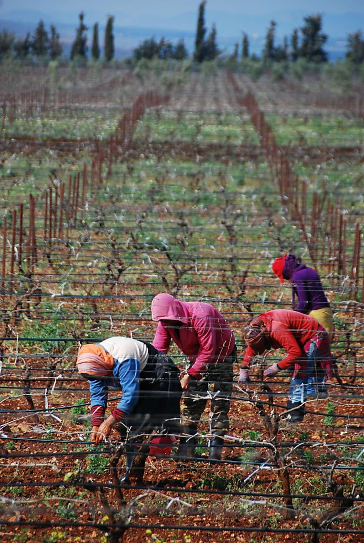 The Guerrouane region near Meknes has prime land for growing grapes in Morocco. Free from the appellations system that control vineyard plantings in France, French winegrowers enjoy the freedom to experiment in Morocco. They opt for heat-tolerant varieties, such as syrah and tempranillo.
