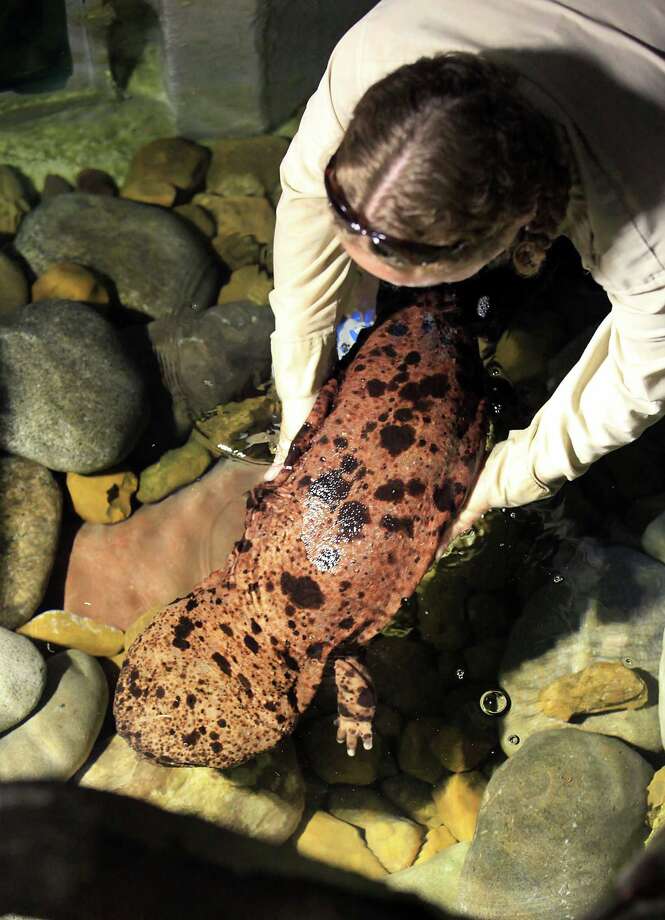 Giant salamanders have new home at zoo San Antonio ExpressNews