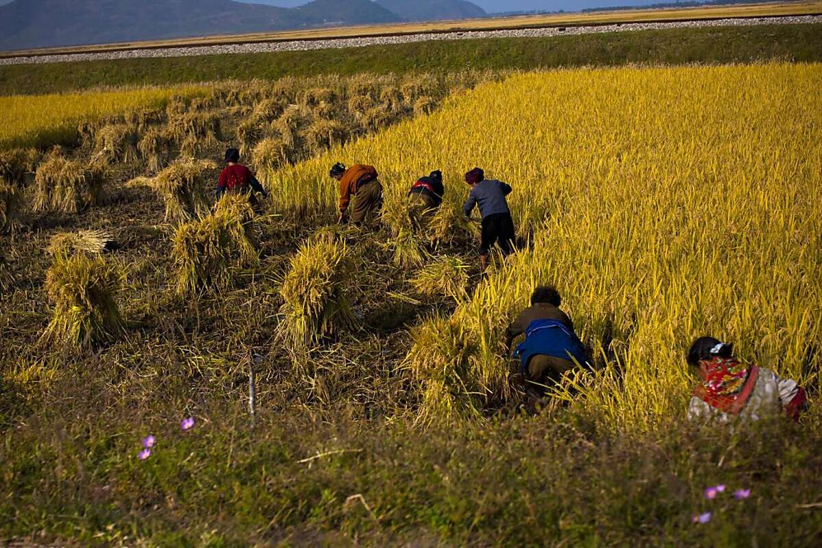 North Korea lets farmers sell some crops