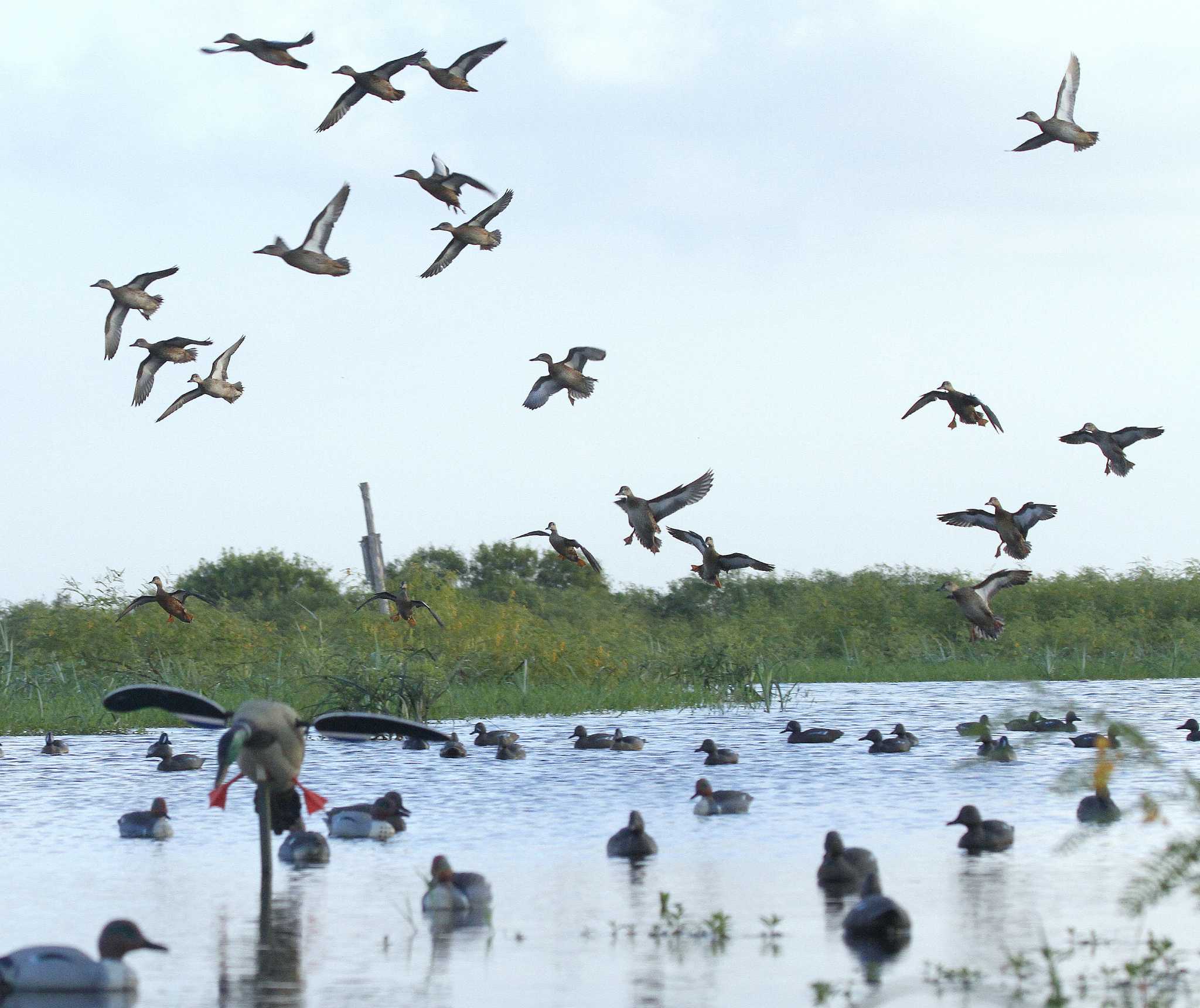 Teal season puts a target on same old questions