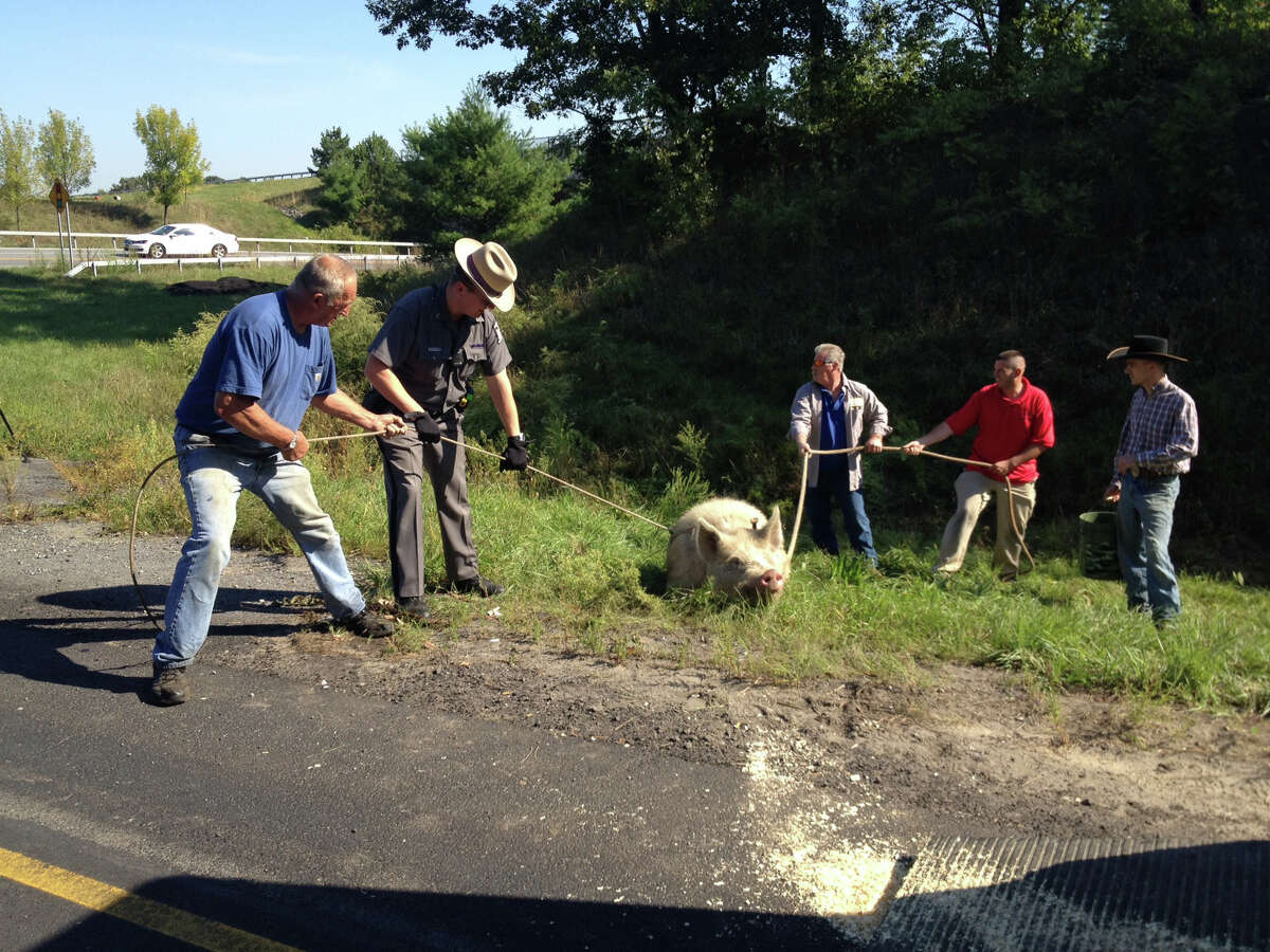 Some pig: Pet goes hog wild