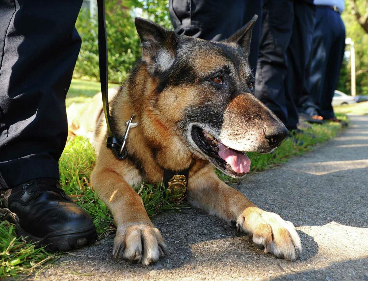 Officer Bob Joy's K9 Roscoe relaxes during a retirement ceremony for the dog at Police Department Headquarters in Statford on Sept. 13, 2012.