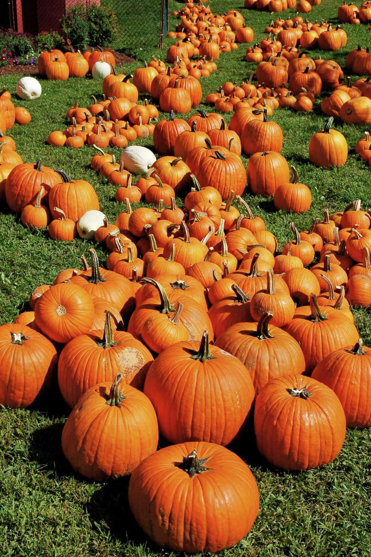 Lyman Orchards a fall family getaway