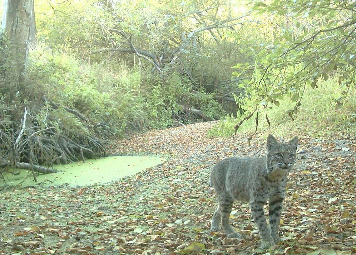 Bobcat shot with hidden motion-activated wildlife cam.