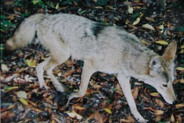 Man who always wanted to see a mountain lion finds four on ...