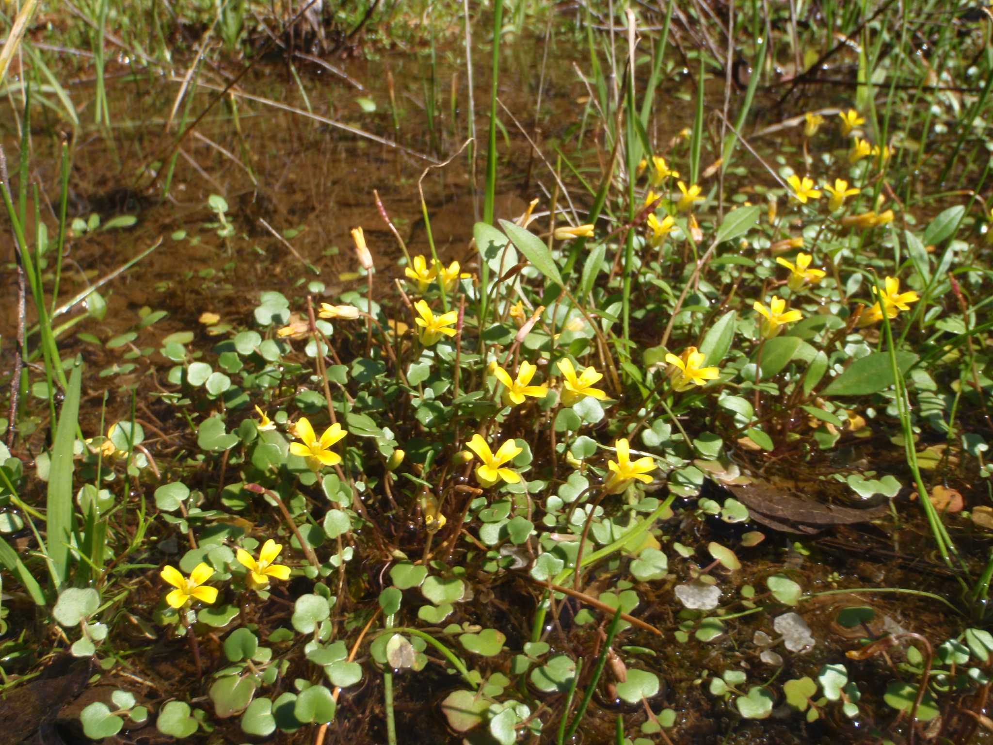 2 Texas plants are considered for endangered list