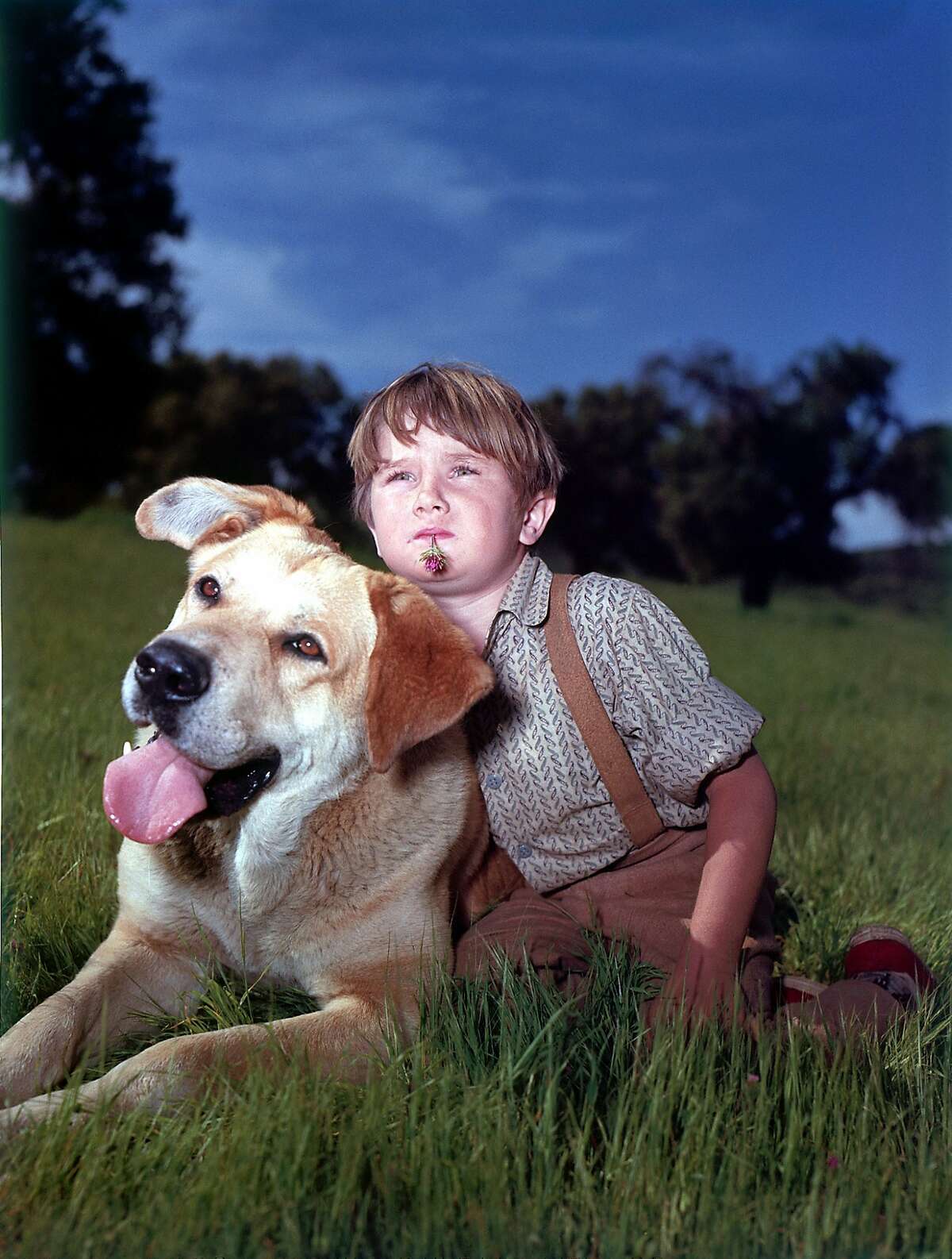 "Old Yeller" screens on Saturday at the Castro Theatre as a part of the first annual Canine Film Festival. The festival continues through Oct. 8. Photo credit: Walt Disney Pictures