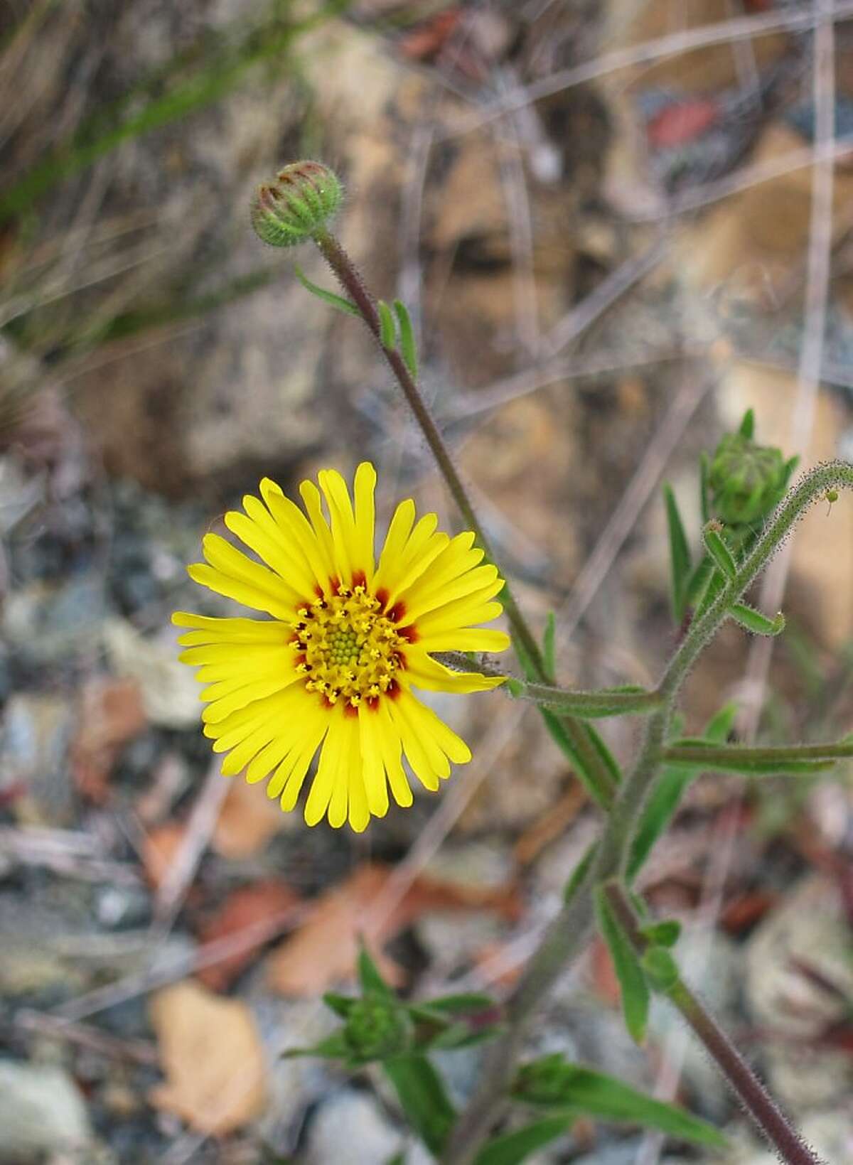 A late summer California native meadow flower, Madia elegans flowers may be all yellow or may have dark red dots, such as you see in this example.
