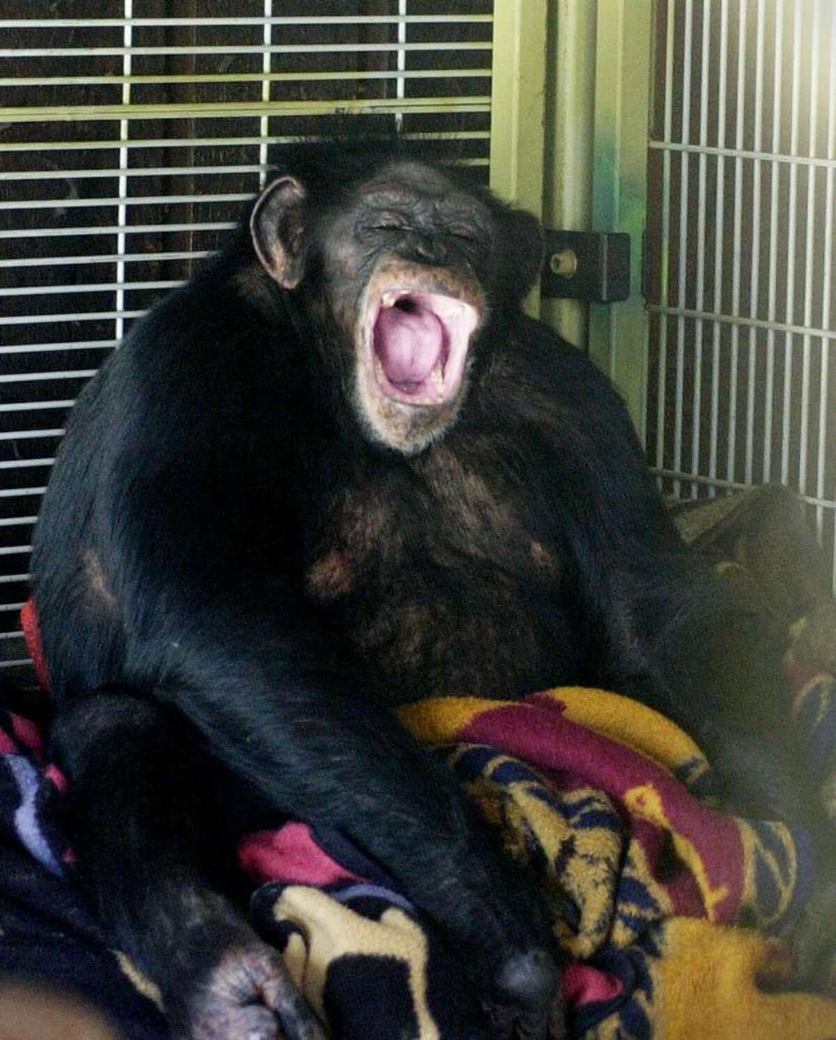 chimpanzee rips face off