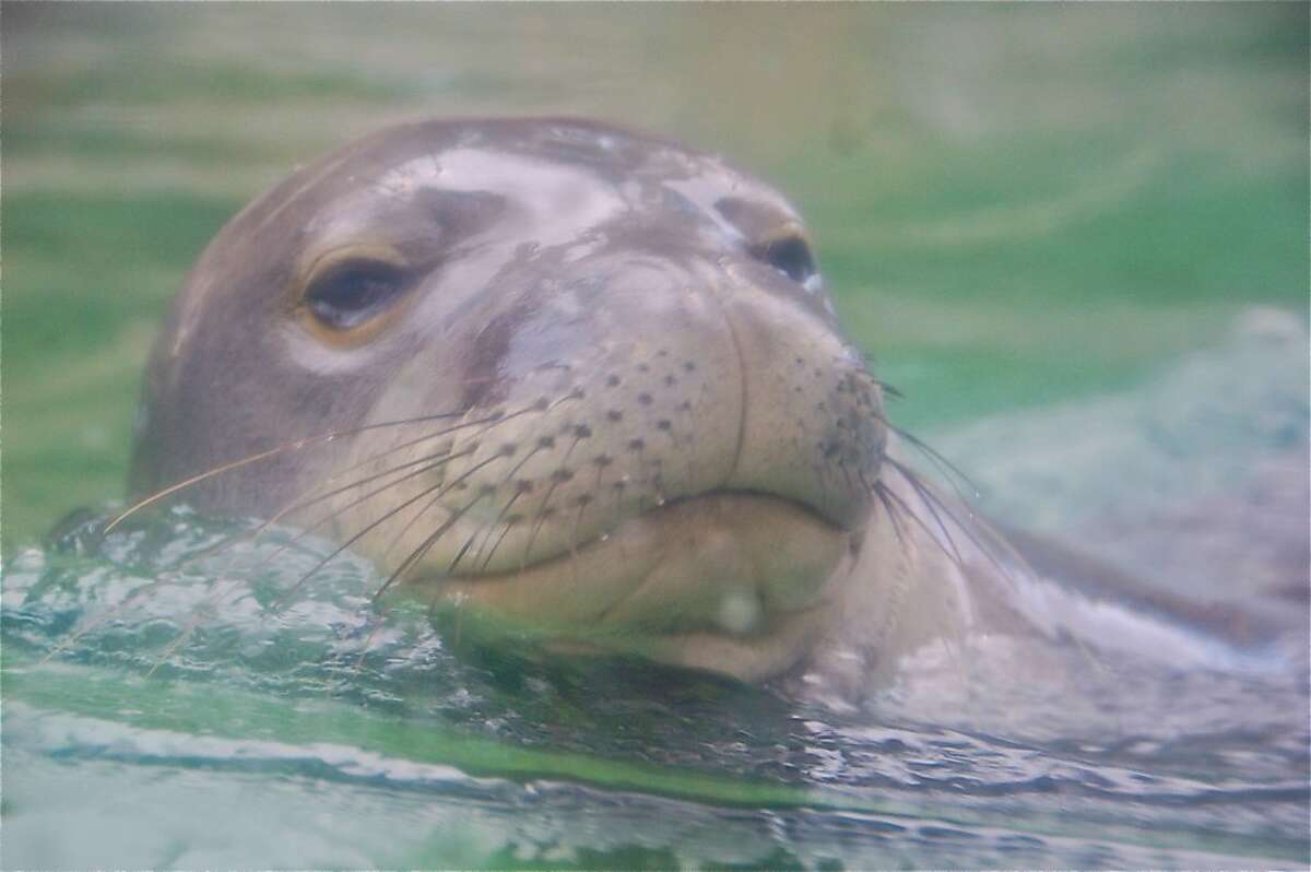 New hope for rare Hawaiian monk seals