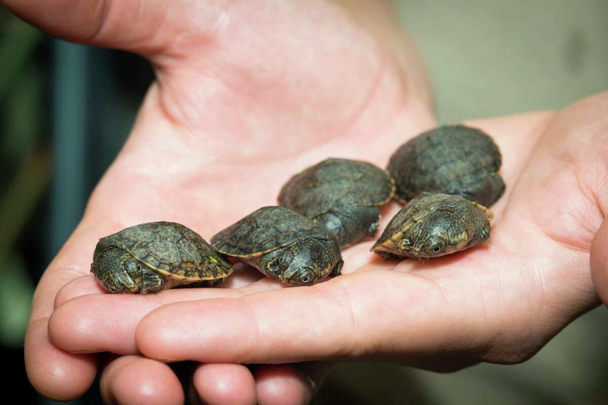 The Houston Zoo said the births of five Madagascar big-headed turtles is a first for zoos worldwide.