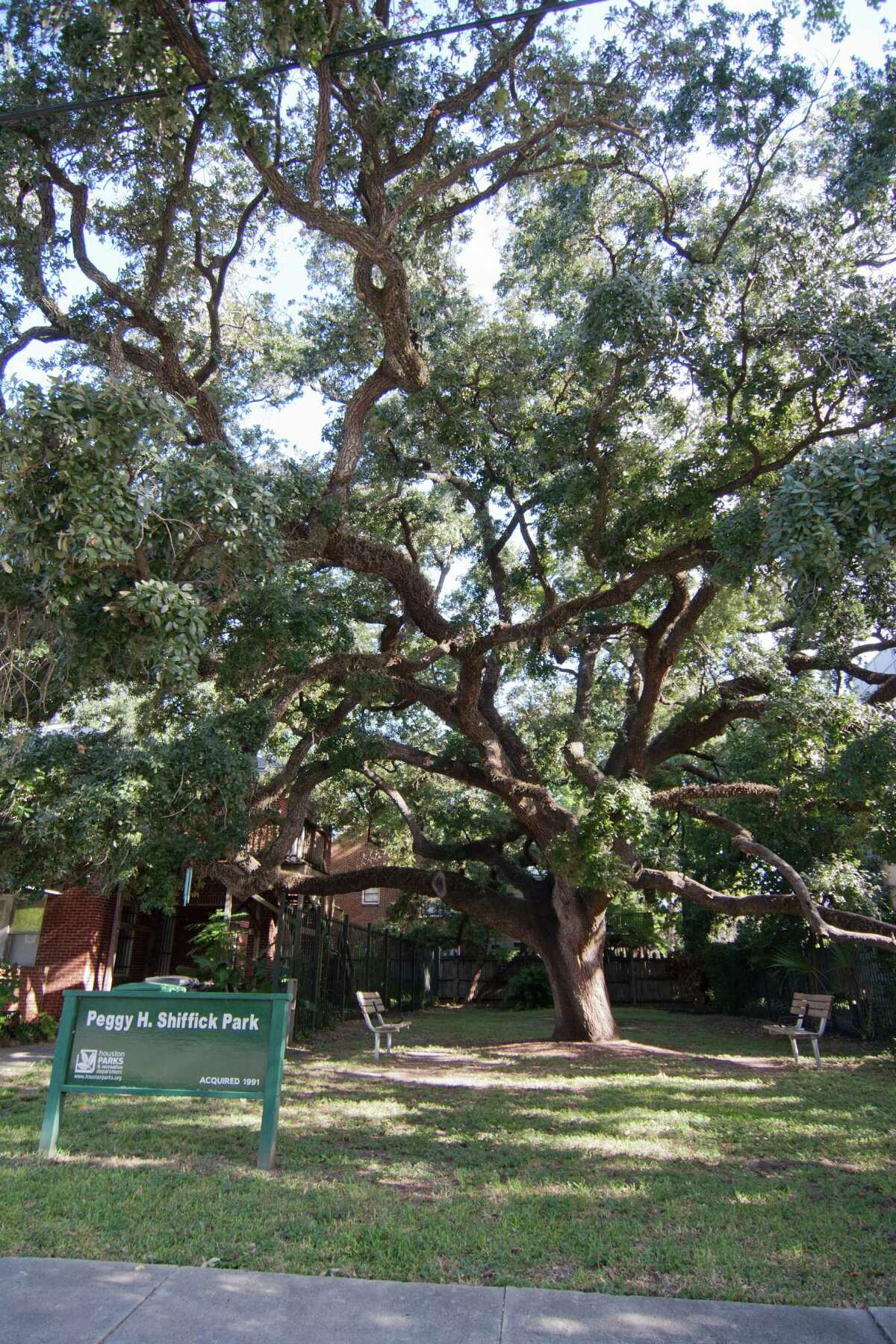 Neighbors want to protect a large oak at Peggy Shiffick Park.