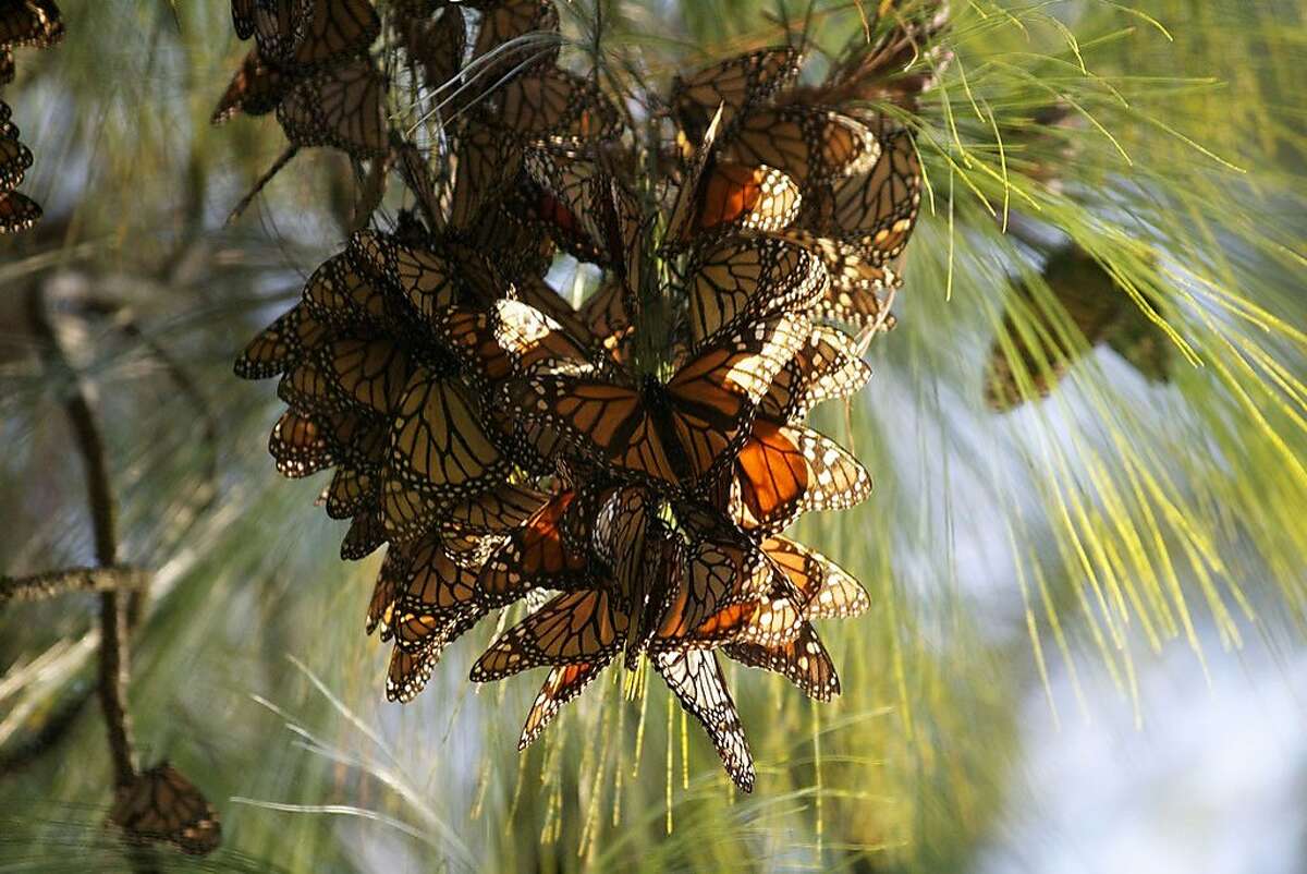 'Flight of the Butterflies' Monarchs journey to Mexico