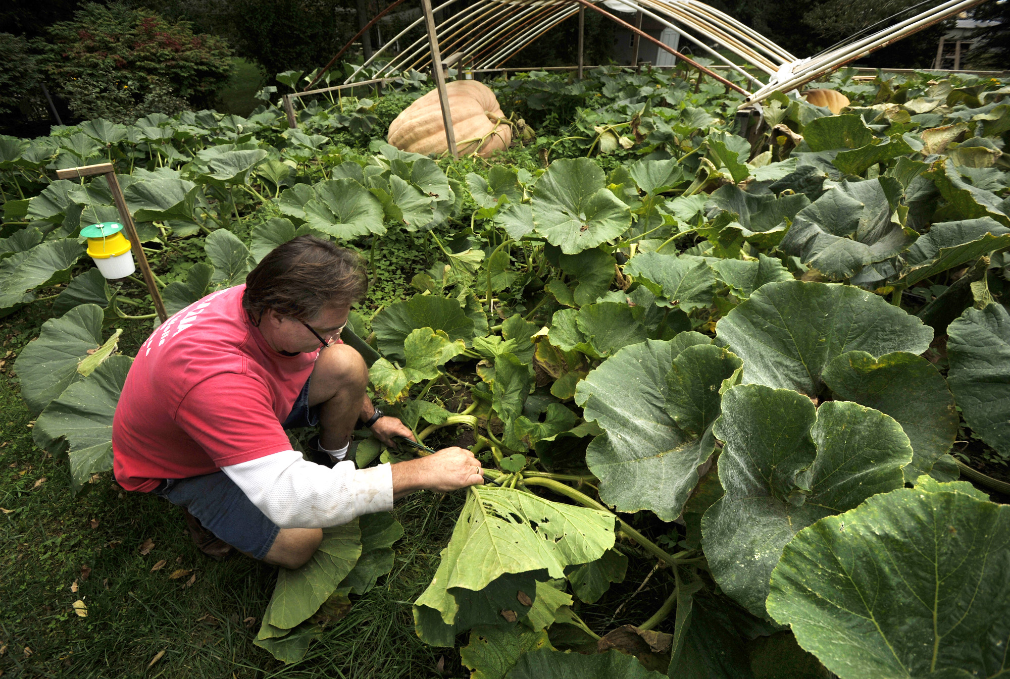 Giant pumpkin grower tops his record