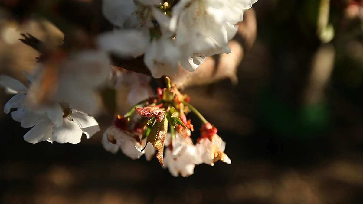 Erratic blooms on Lodi Farming's cherry trees are a sign of "stresses that come with not enough chill hours," says farm director Jeff Colombini.