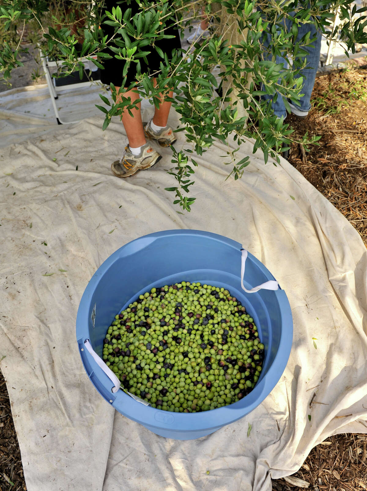  Olives fill a bucket on harvest day.