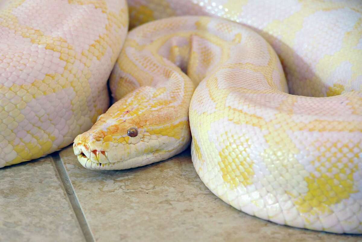 Owners got tips on how to handle pets like this Burmese python. (Beaumont Enterprise)