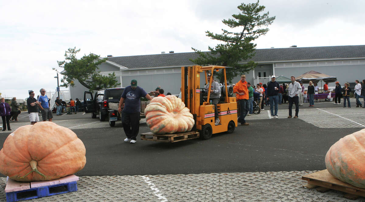 CT Giant Squash and Pumpkin Gower's Association holds their weigh-off at Penfield Beach in Fairfield, Conn. on September 30, 2012.