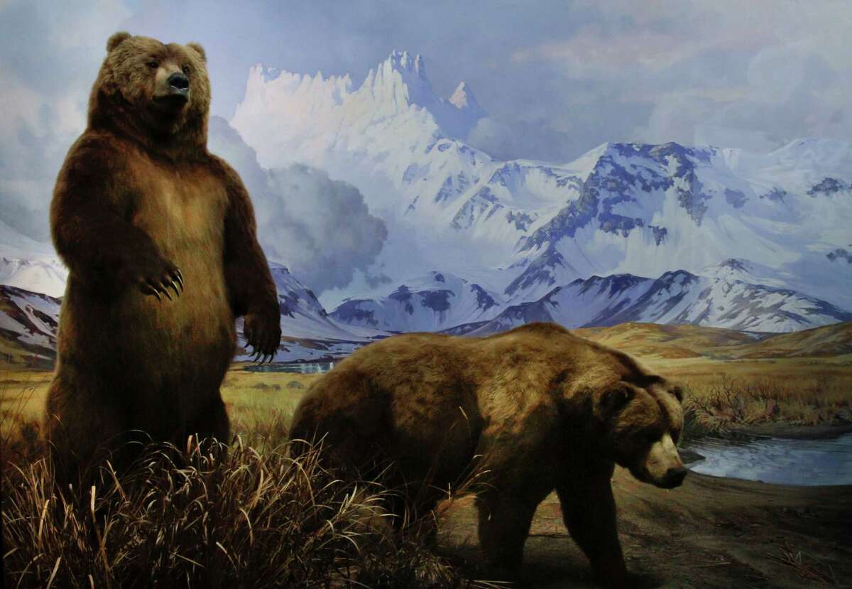 In this Thursday, Sept. 27, 2012 photo, a restored diorama depicting Alaskan brown bears appears on display at the American Museum of Natural History in New York. Restored dioramas in the museum's Hall of North American Mammals reopen as part of the two-story Theodore Roosevelt Memorial after a three-year, $42.1 million restoration project.