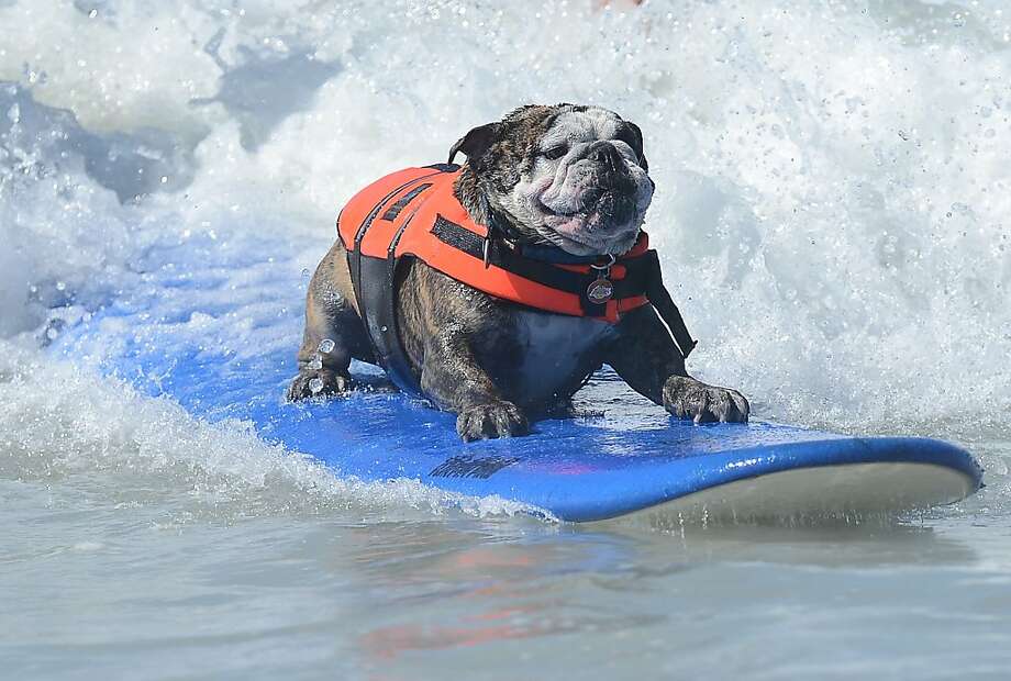 Doggies Paddle At The Surf City Dog Compeion Sfgate Sir Hollywood Surfs During The 4th Annual Surf City Dog Compeion At Huntington Beach In
