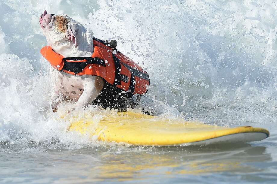 Doggies paddle at the Surf City Surf Dog competition SFGATE